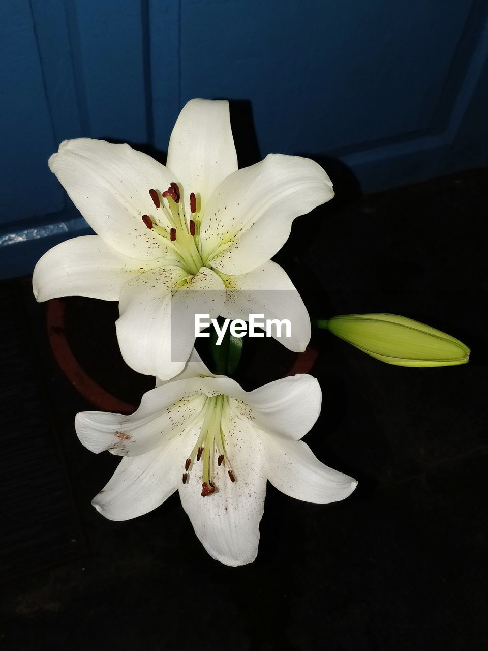 HIGH ANGLE VIEW OF WHITE FLOWERING PLANT IN SUNLIGHT