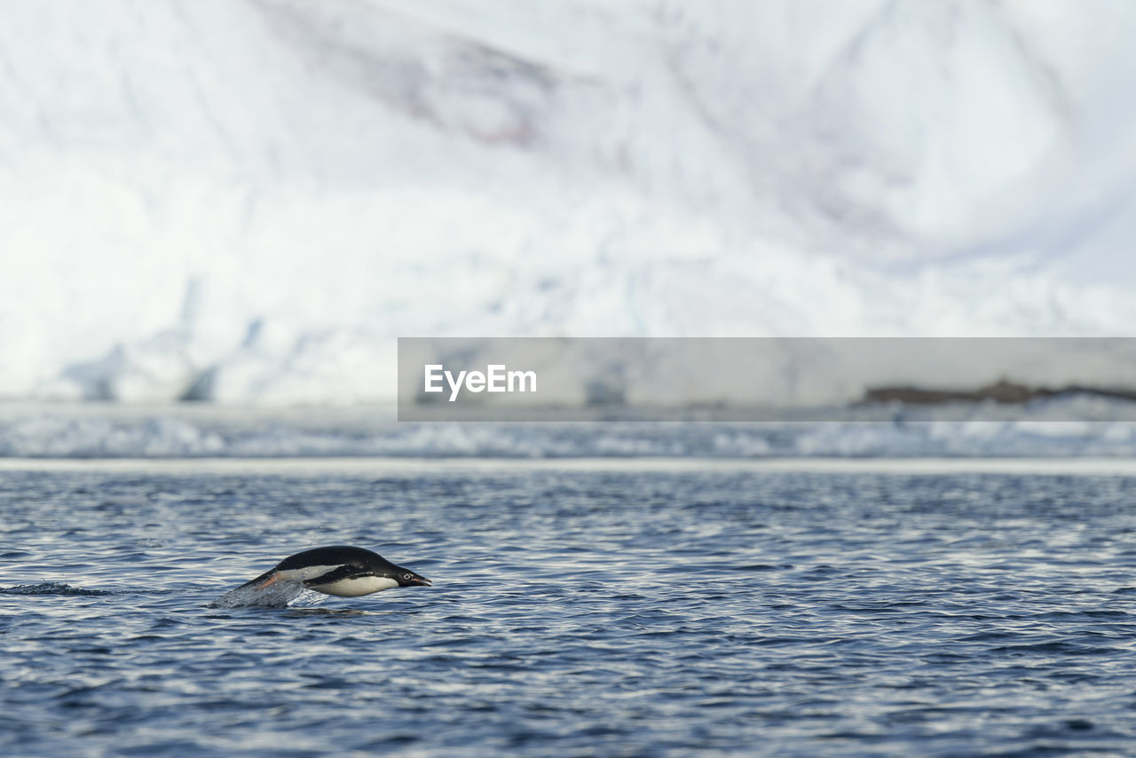 Adélie penguins porposing in front of a glacier at joinville island, antarctica.