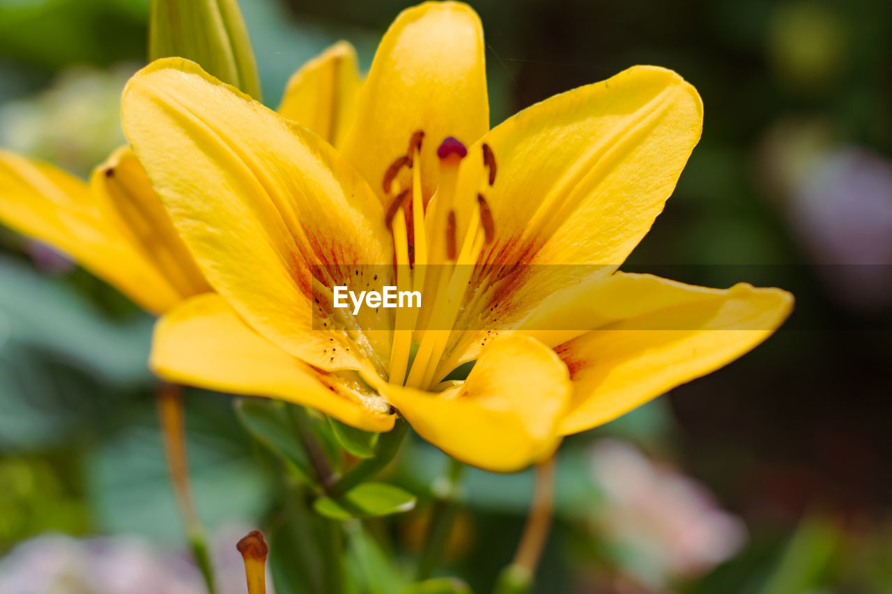 flower, flowering plant, plant, yellow, beauty in nature, freshness, petal, flower head, fragility, close-up, macro photography, nature, growth, inflorescence, blossom, springtime, pollen, no people, lily, botany, vibrant color, outdoors, stamen, focus on foreground, ornamental garden, daylily, summer, selective focus, garden, wildflower, macro