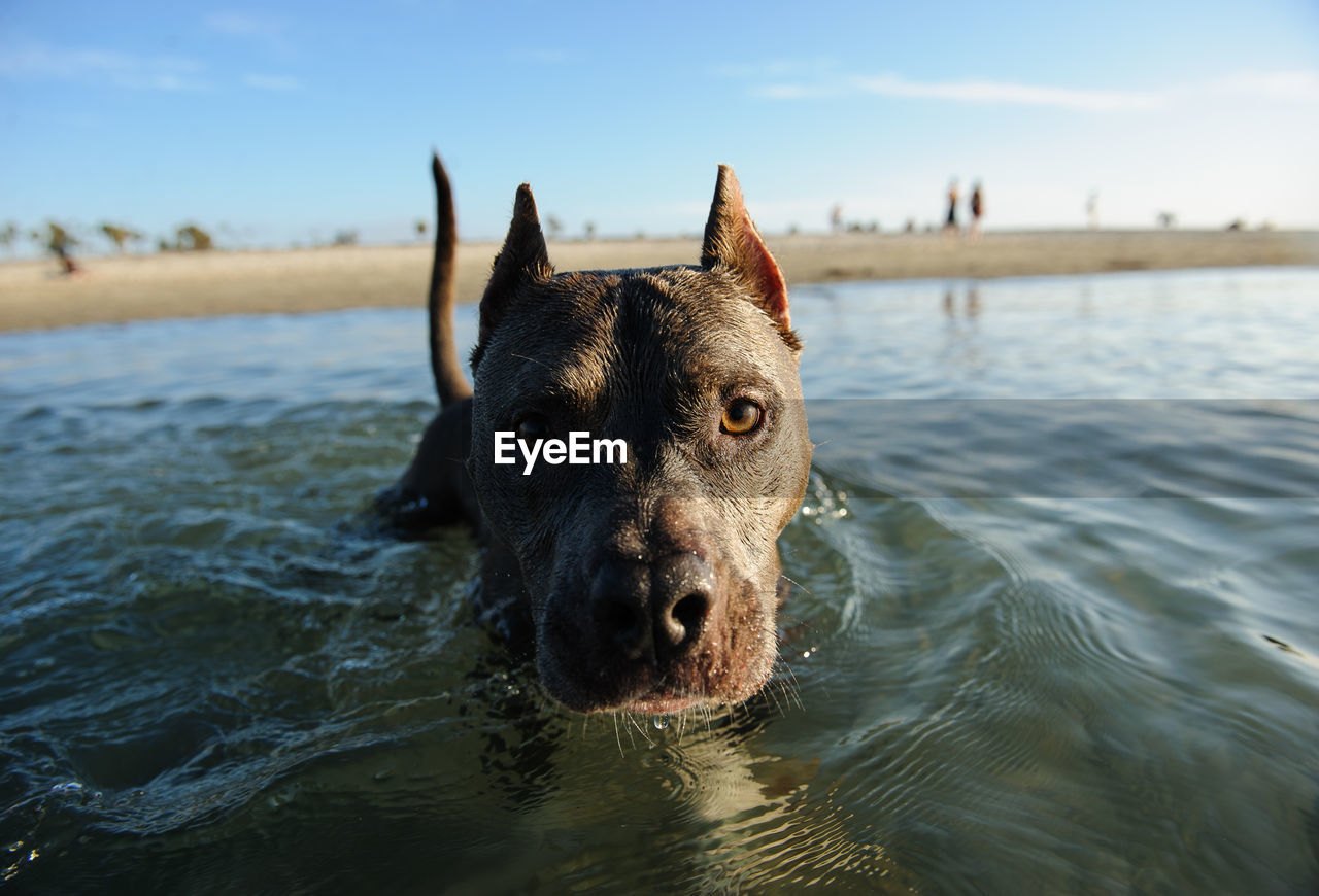 PORTRAIT OF DOG IN WATER