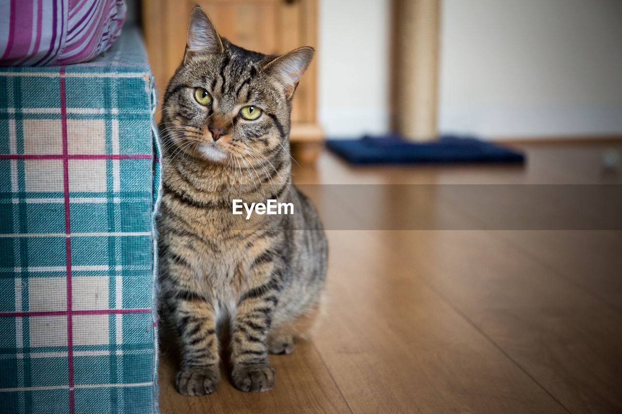 Portrait of cat sitting on hardwood floor at home