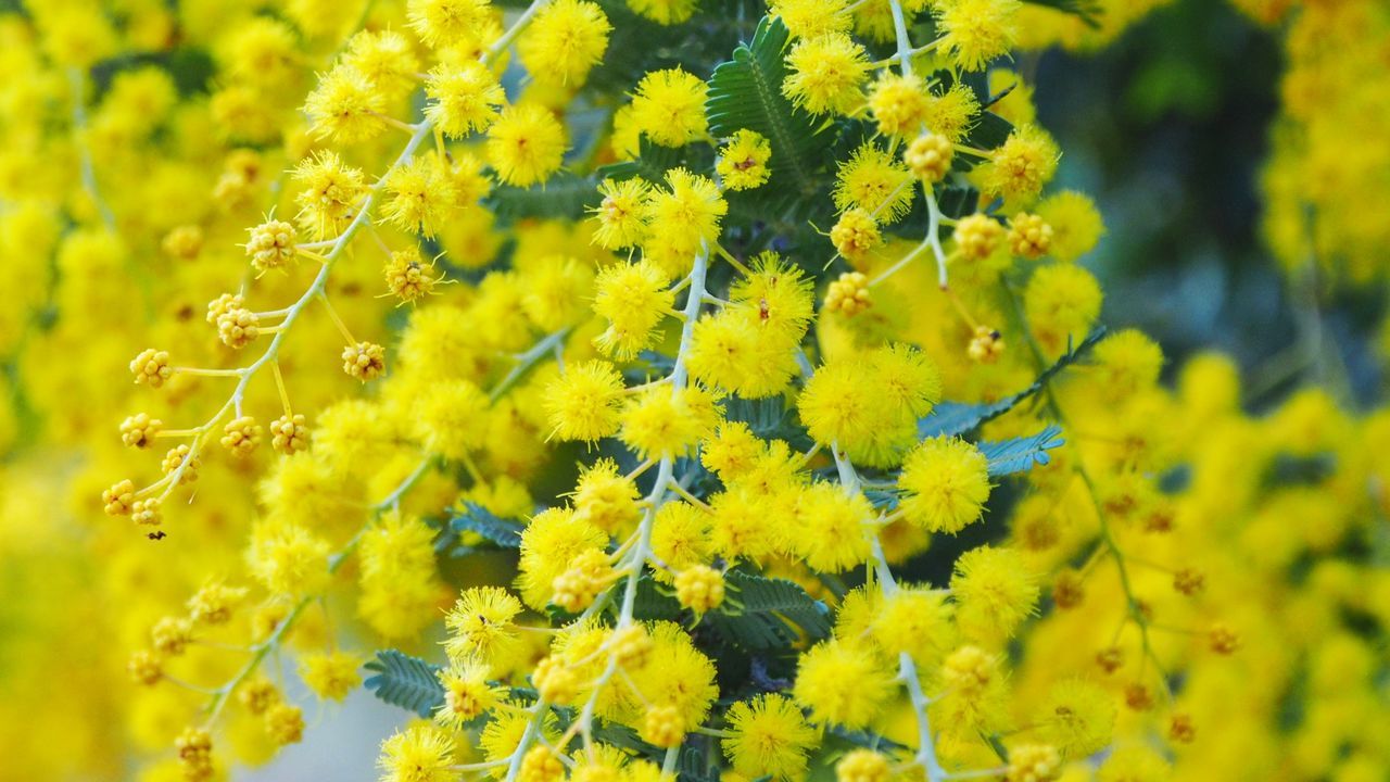 Close-up of yellow flowering plant