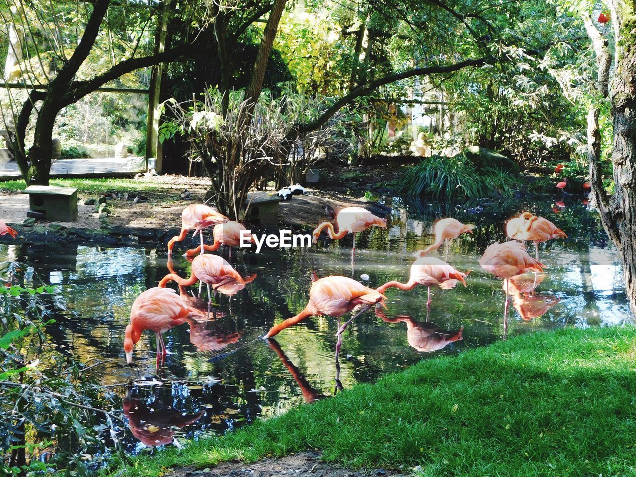 VIEW OF BIRDS IN WATER