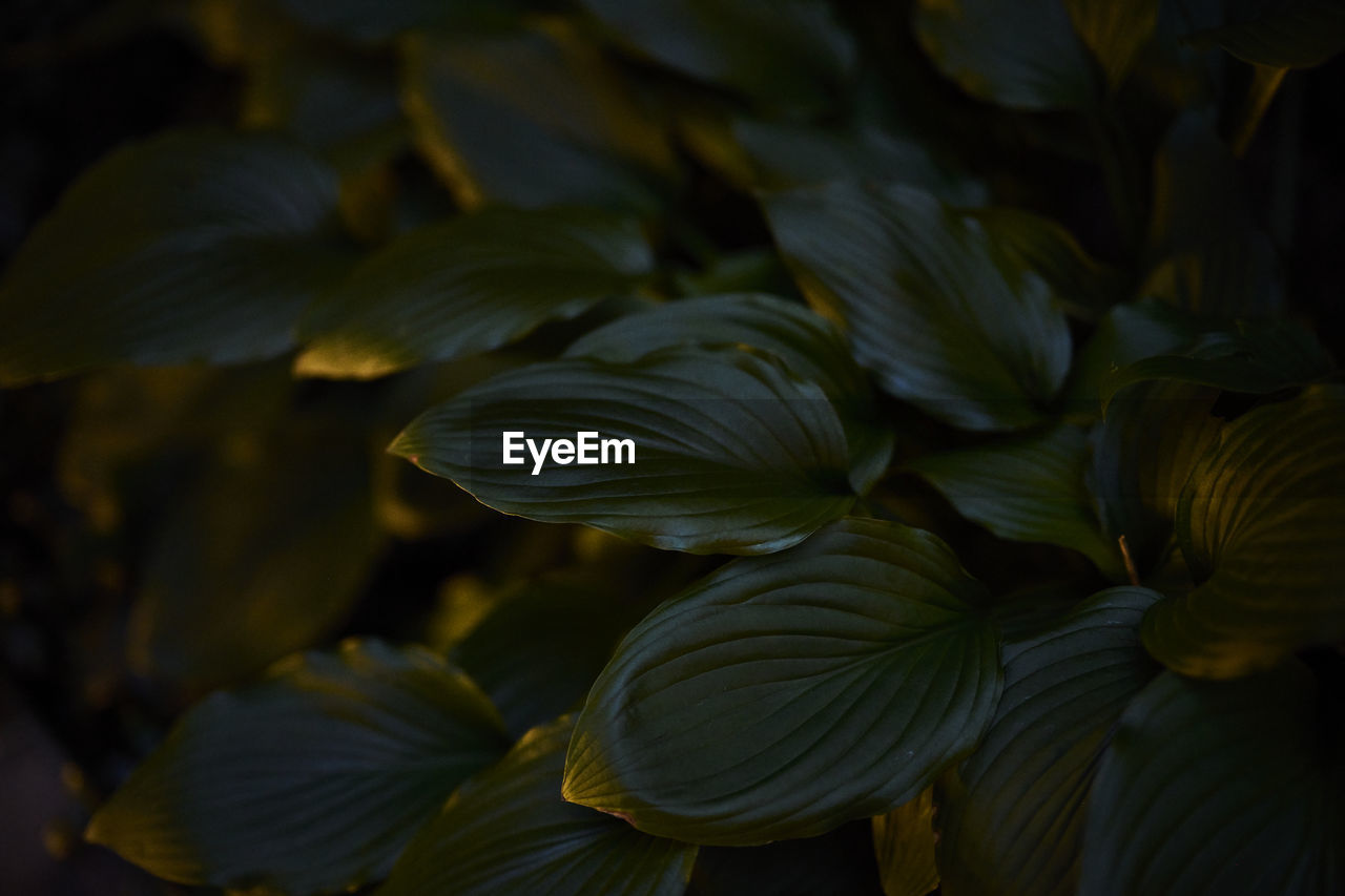 Full frame shot of green leaves