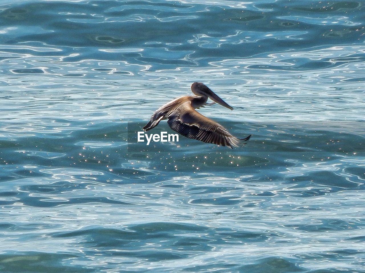 Pelican flying over sea