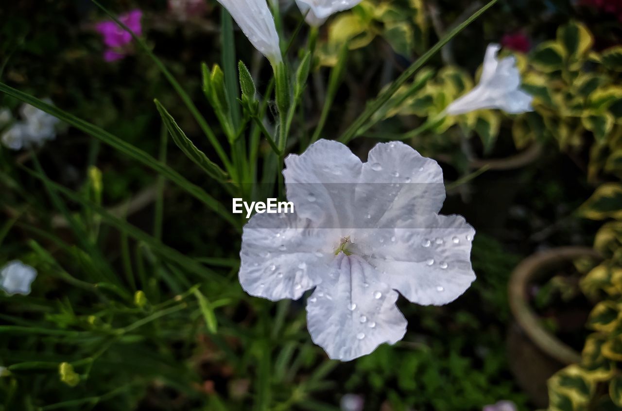 CLOSE-UP OF WATER DROPS ON WHITE ROSE FLOWER