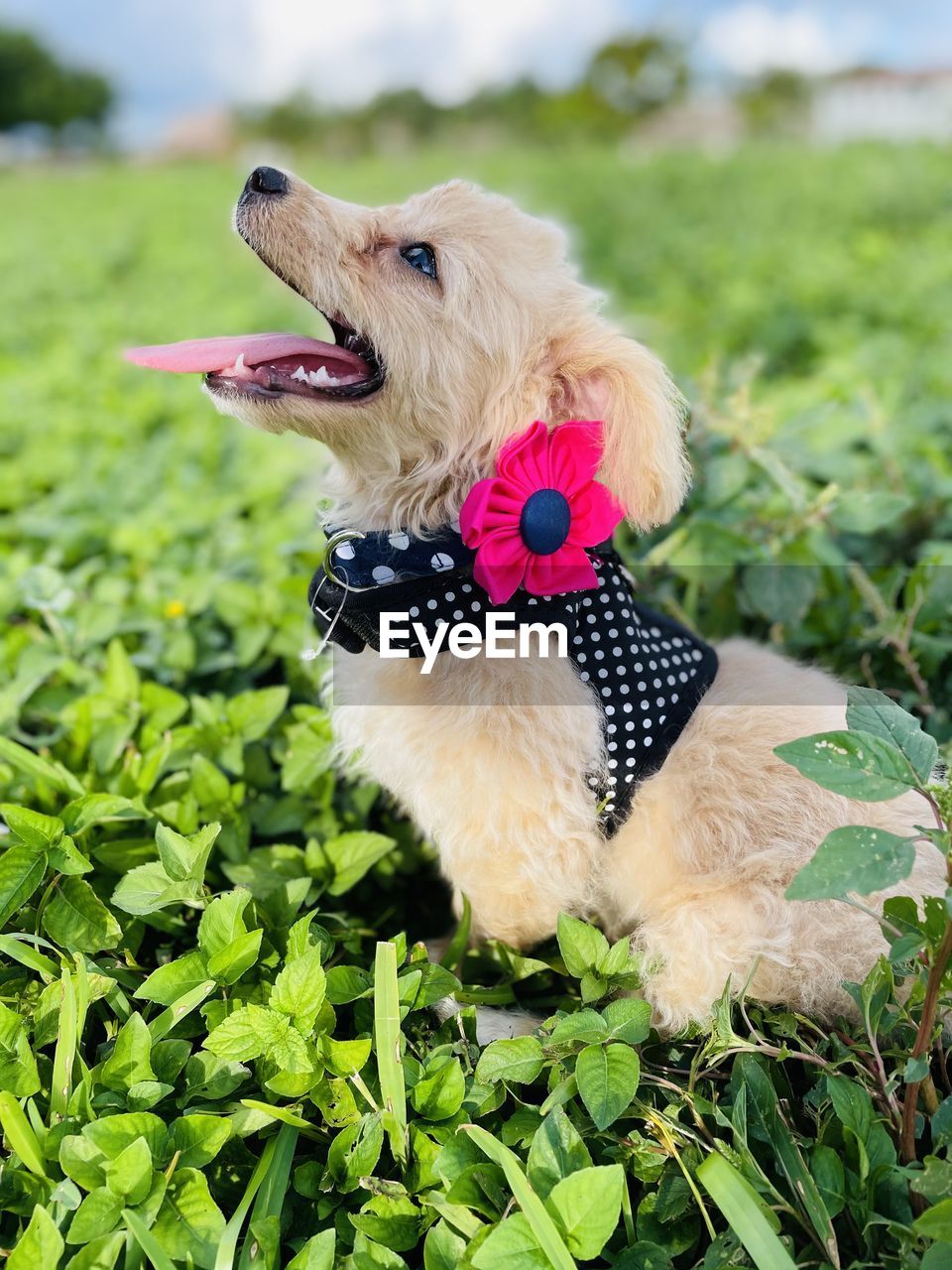 close-up of dog on field