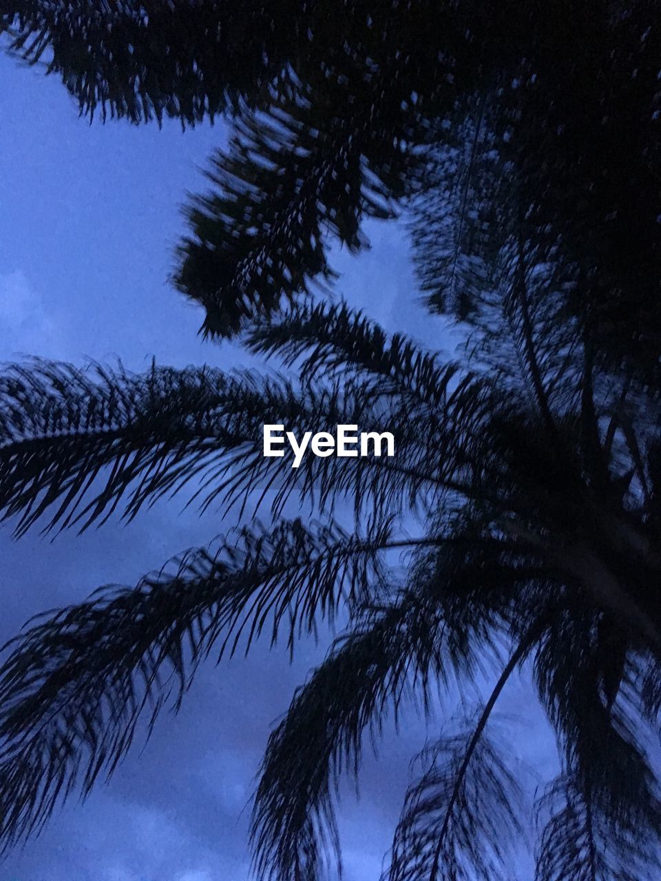 LOW ANGLE VIEW OF PINE TREES AGAINST SKY