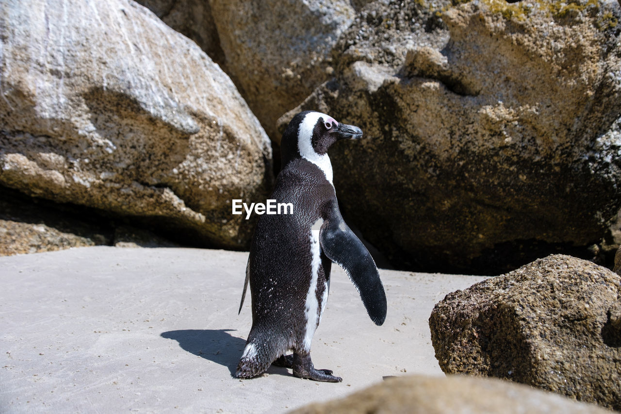 penguin perching on rock