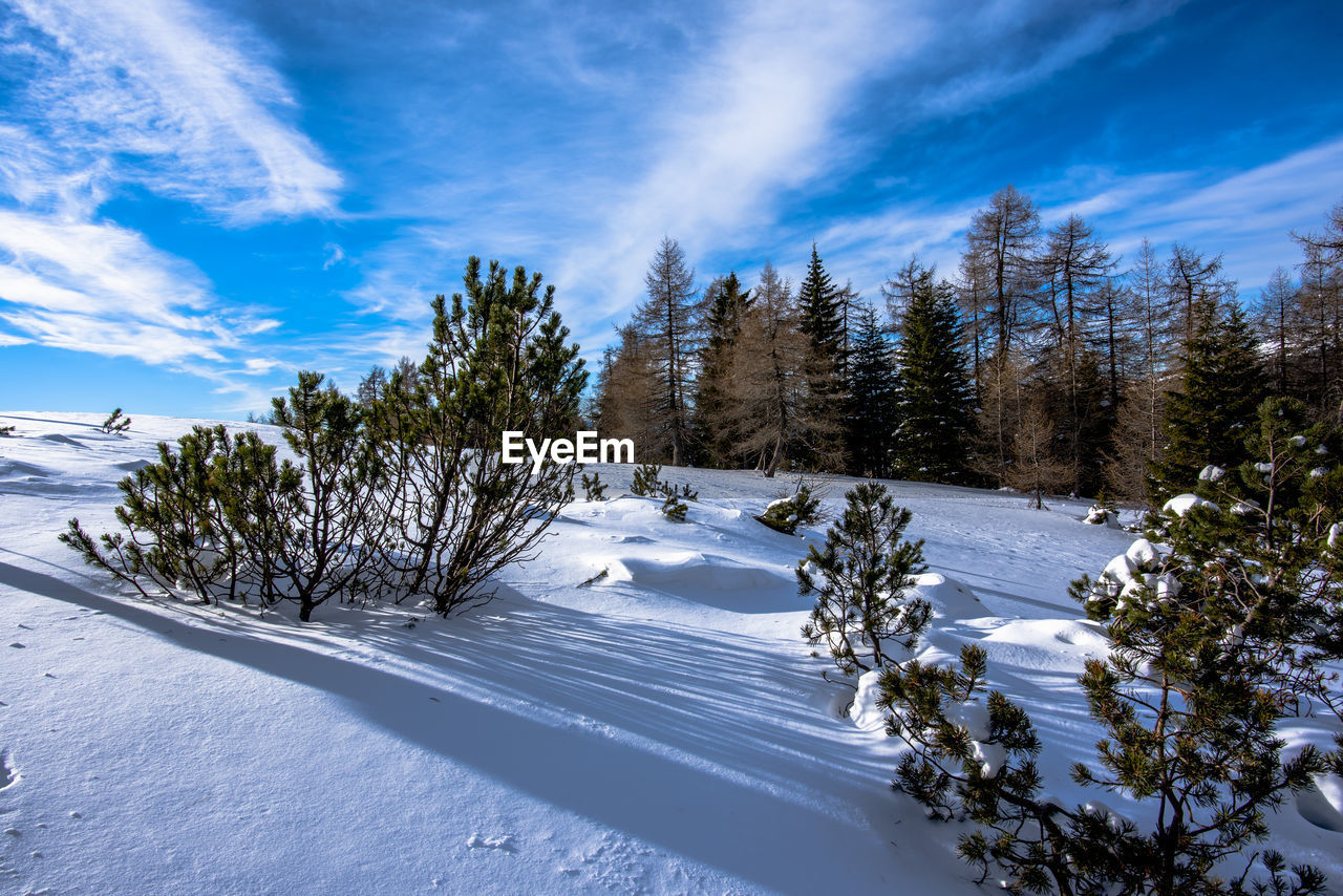 snow, tree, cold temperature, winter, plant, sky, scenics - nature, nature, environment, pine tree, landscape, coniferous tree, beauty in nature, cloud, mountain, pinaceae, mountain range, land, forest, pine woodland, blue, tranquil scene, no people, tranquility, non-urban scene, frozen, woodland, white, sunlight, day, travel, outdoors, travel destinations, wilderness, water, snowcapped mountain, idyllic, evergreen tree, remote