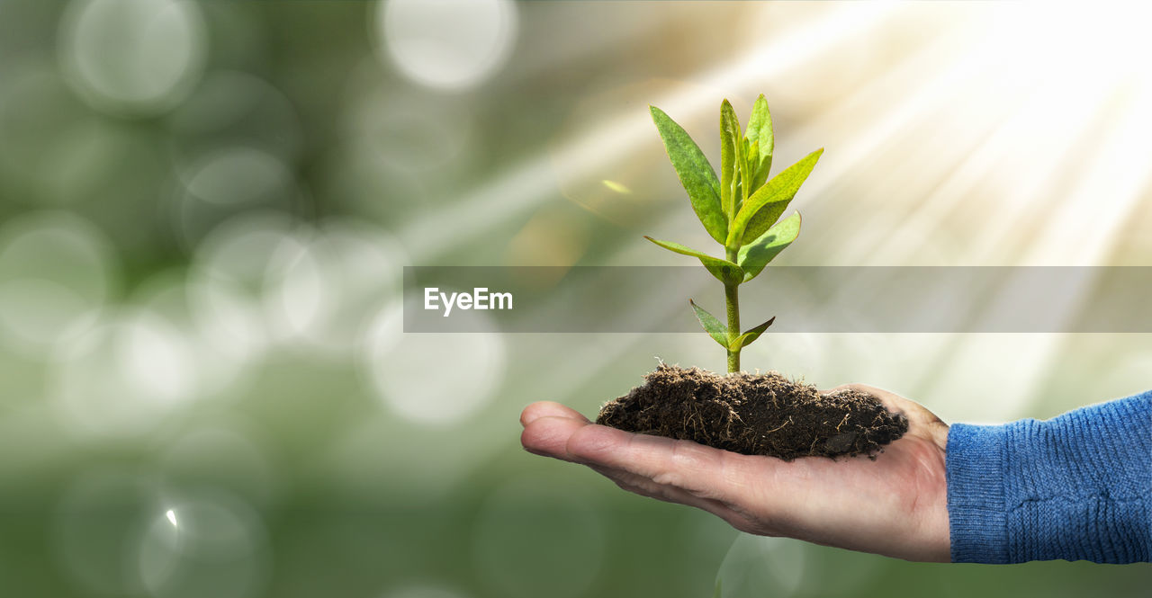 Cropped hand of person holding plant
