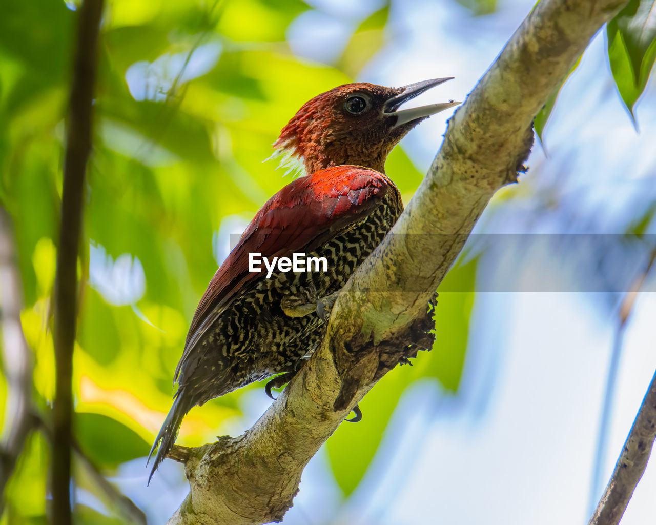 LOW ANGLE VIEW OF BIRD PERCHING ON TREE