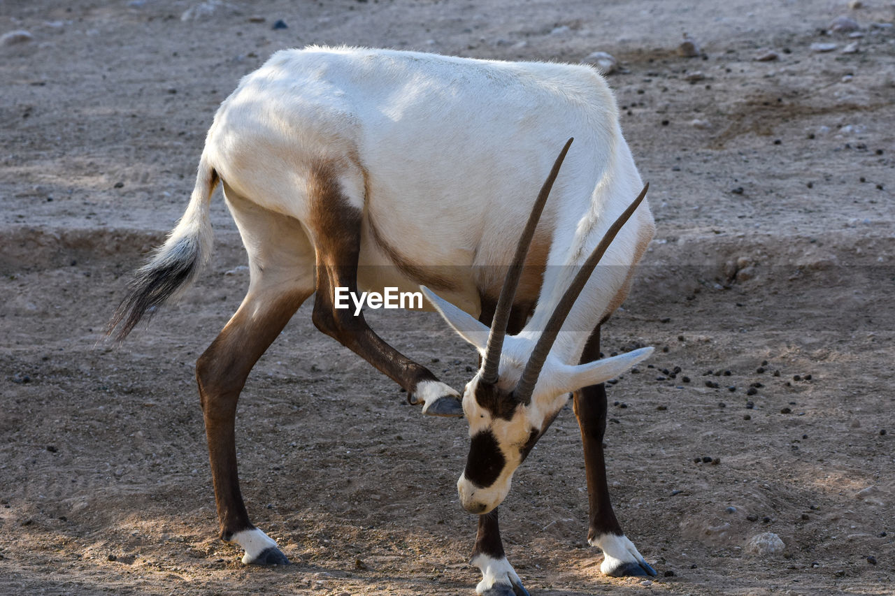 SIDE VIEW OF HORSE WALKING ON FIELD