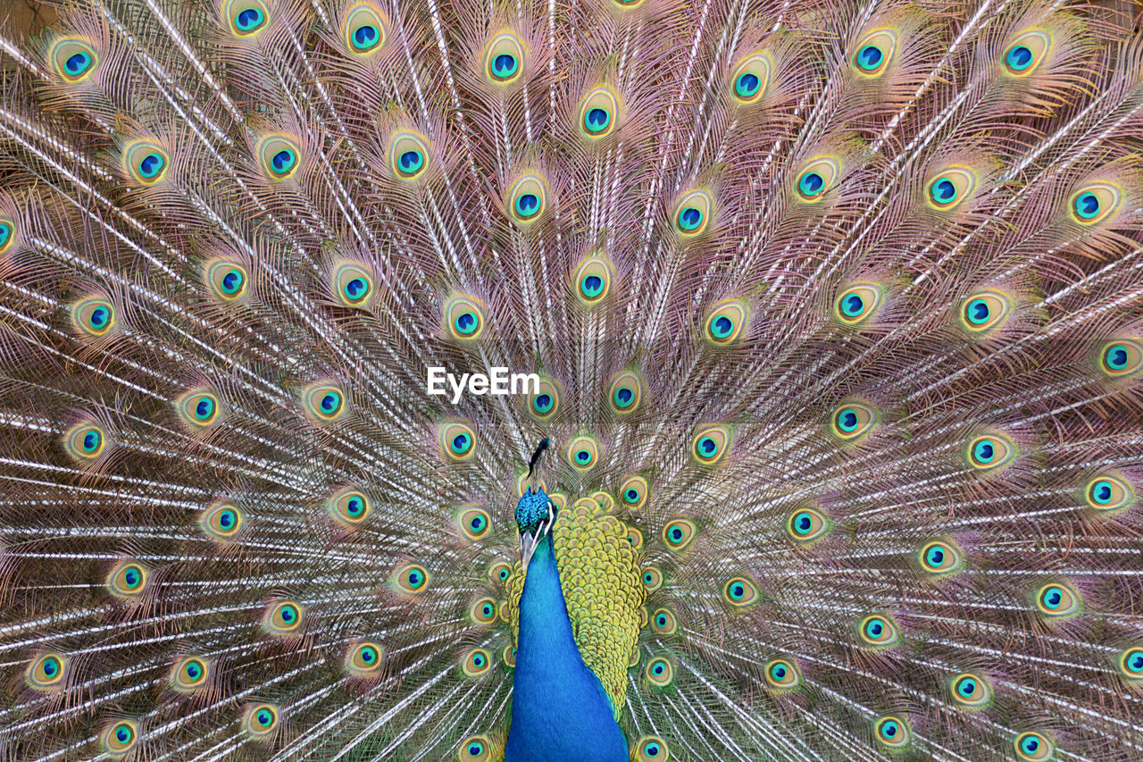 Extreme close-up of peacock