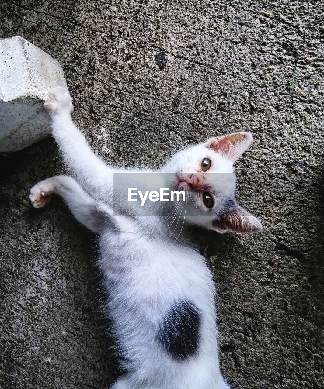 High angle portrait of white cat