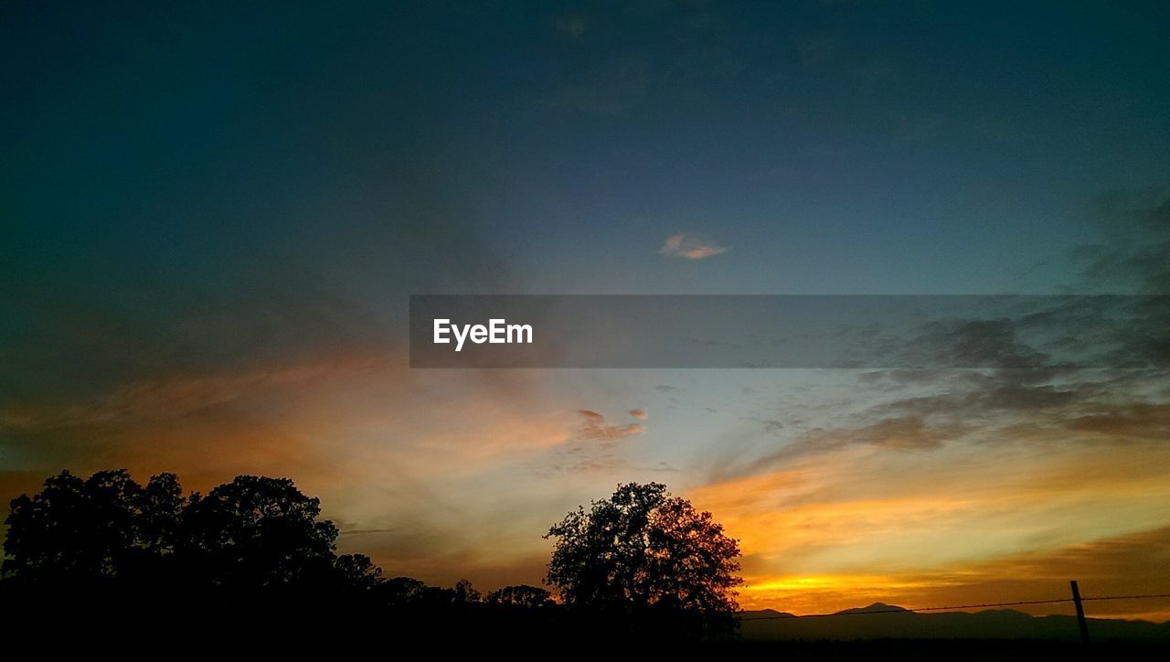 SILHOUETTE OF TREES AT SUNSET