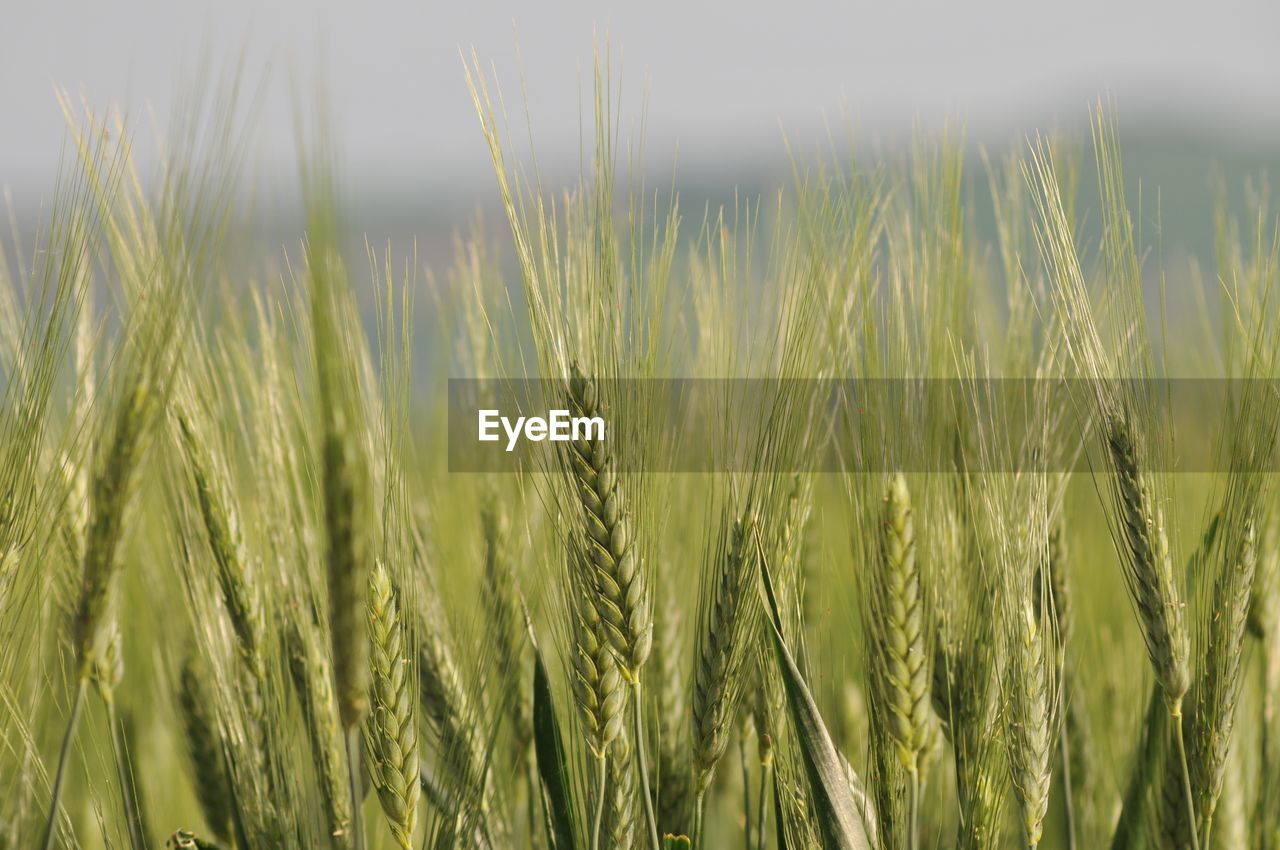 Close-up of stalks against the sky