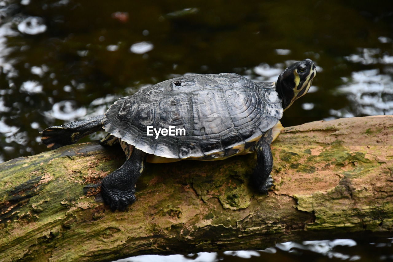 Turtle on a tree