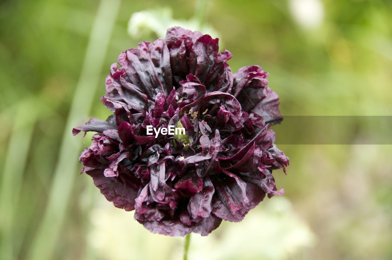 Close-up of magenta flower