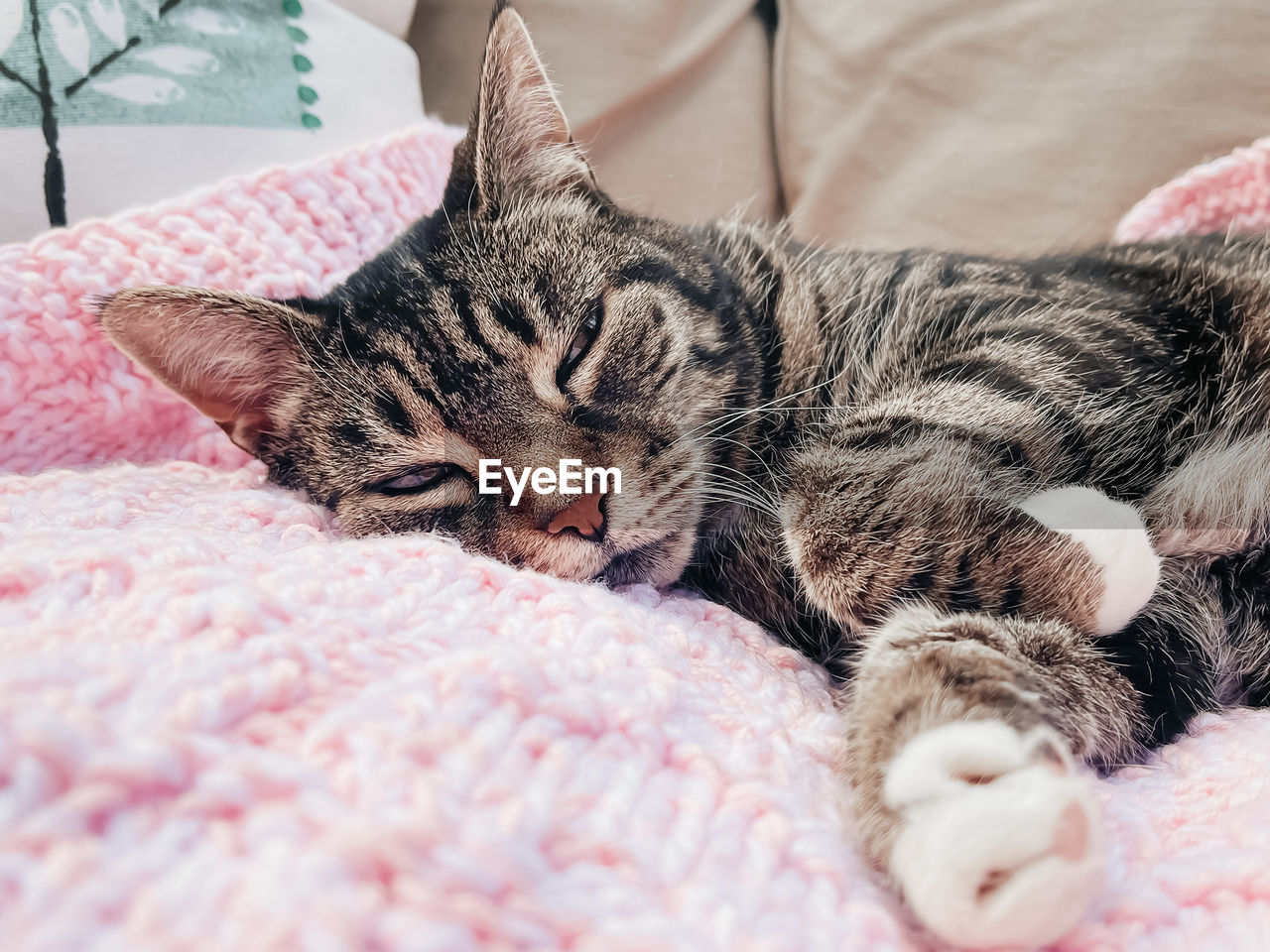 close-up of cat lying on bed