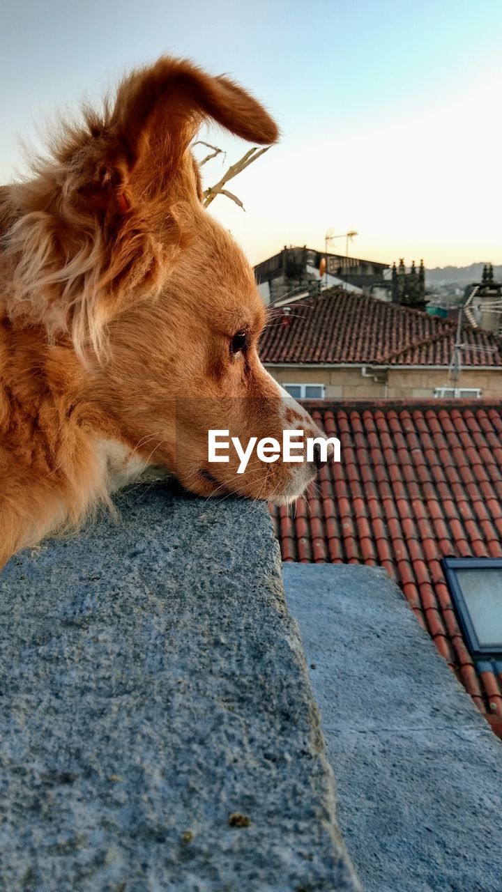 CLOSE-UP OF A DOG ON THE BEACH