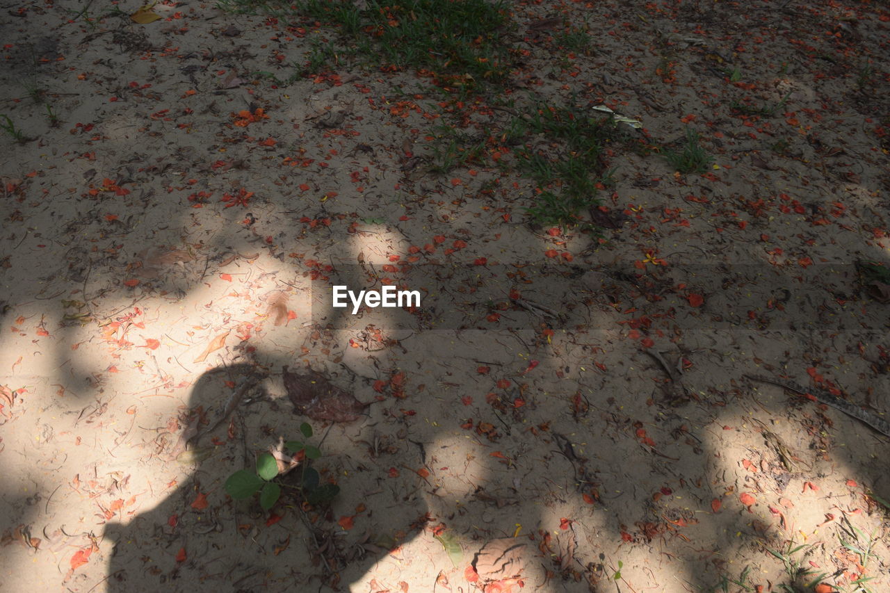 HIGH ANGLE VIEW OF PLANT ON SAND