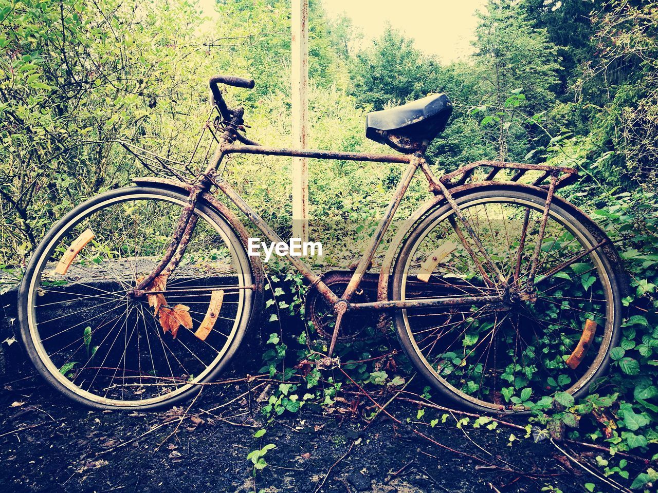 BICYCLE ON TREE