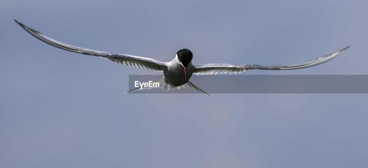 Low angle view of arctic tern flying against sky