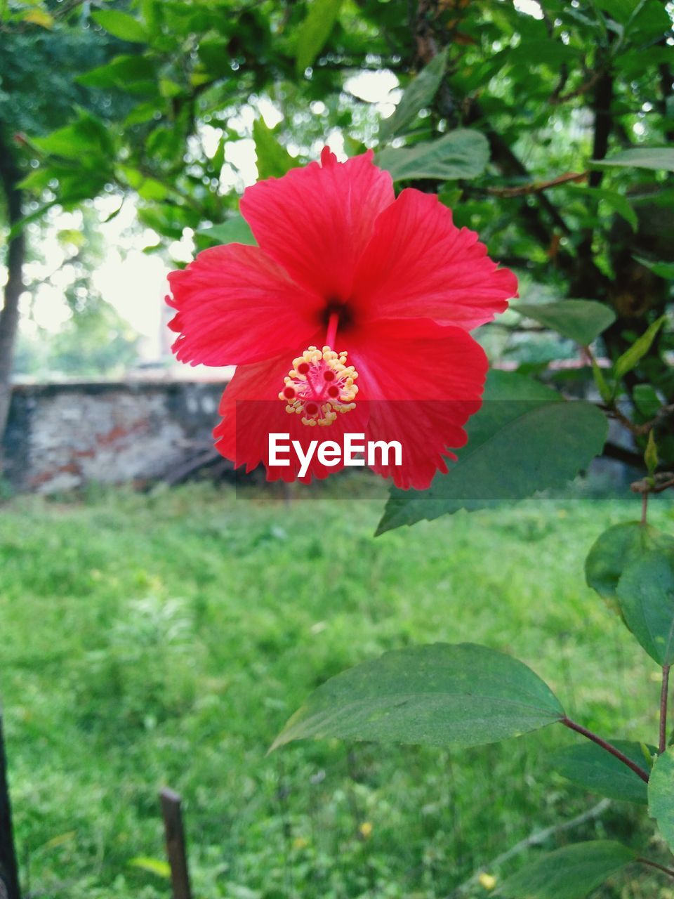 CLOSE-UP OF RED HIBISCUS BLOOMING IN PARK