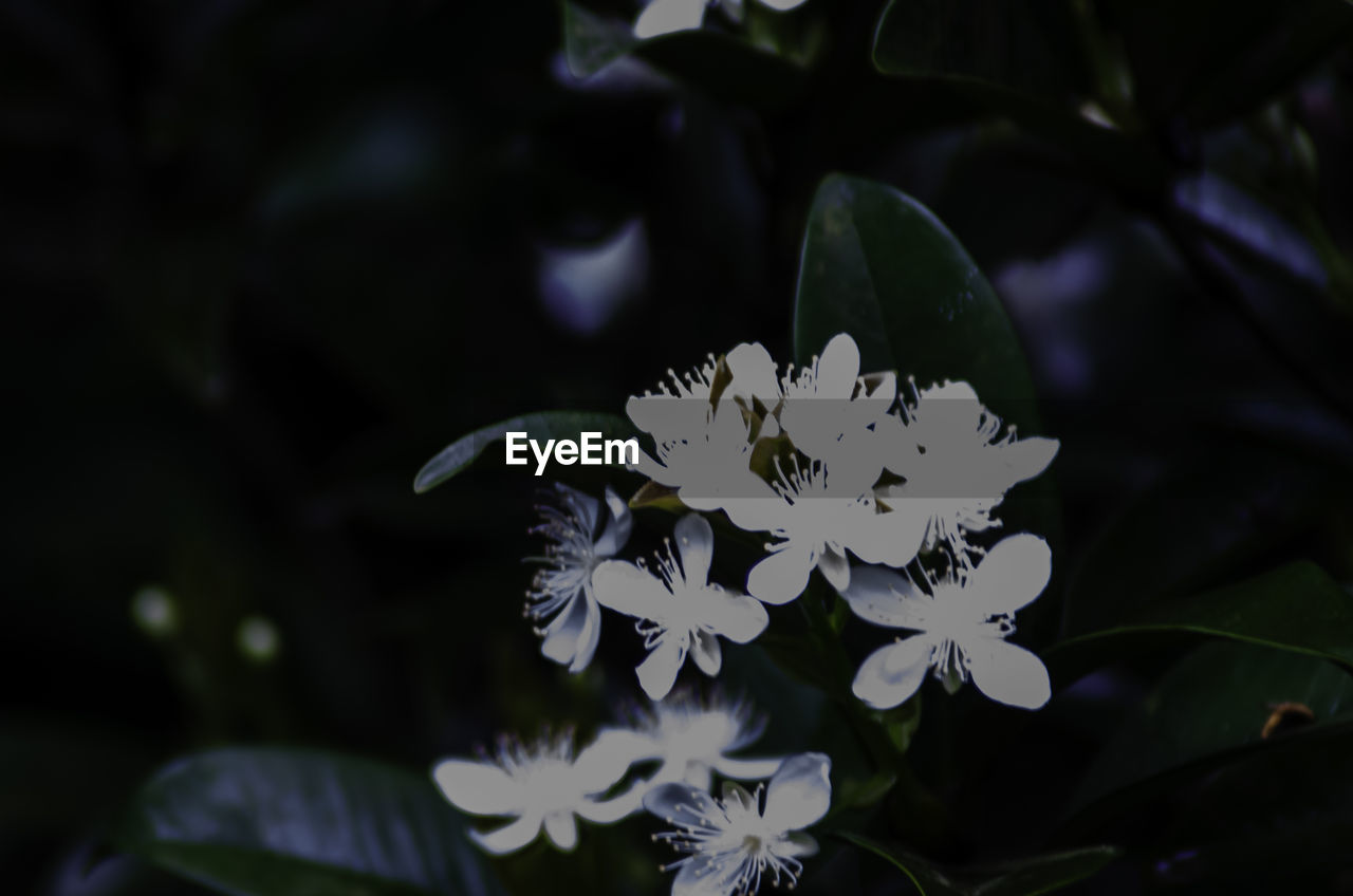 plant, flower, flowering plant, beauty in nature, nature, leaf, plant part, close-up, growth, freshness, blossom, macro photography, petal, fragility, no people, night, white, flower head, focus on foreground, outdoors, inflorescence, botany