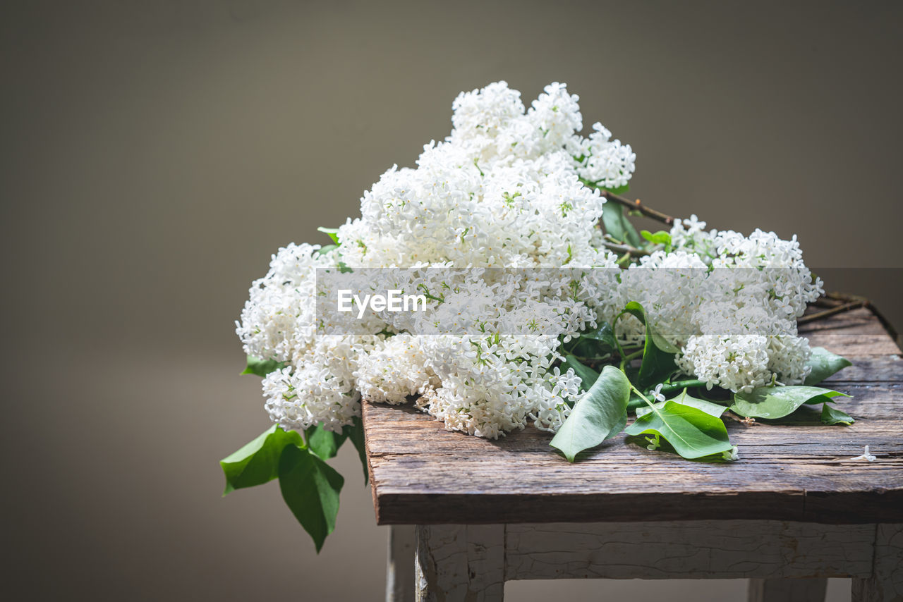 CLOSE-UP OF WHITE FLOWERING PLANT