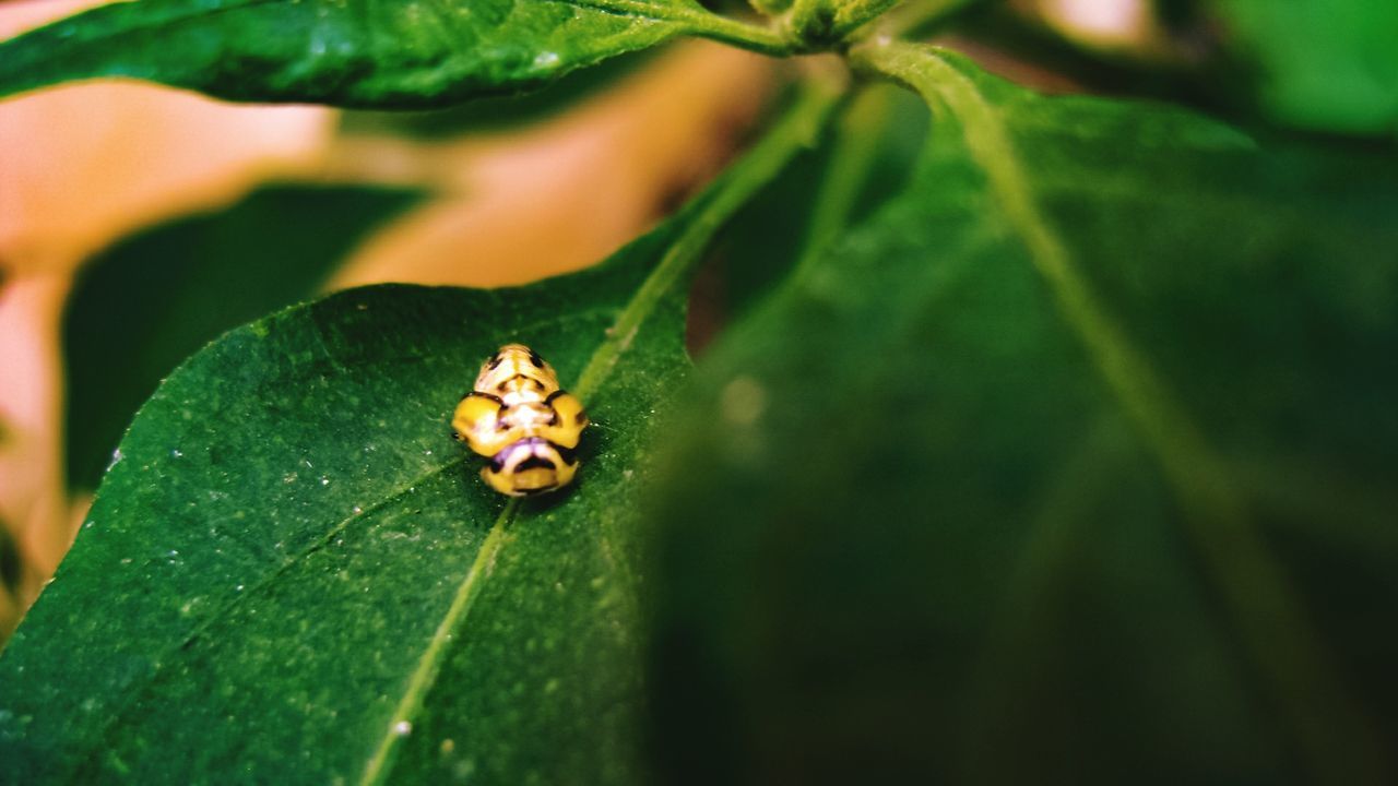 EXTREME CLOSE-UP OF LADYBUG ON LEAF