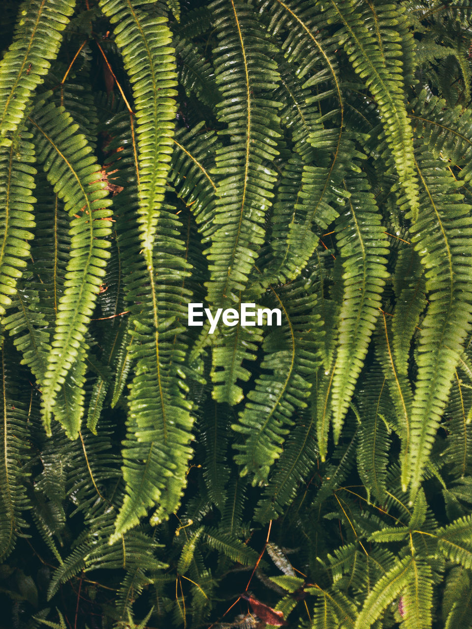 High angle view of fern leaves on tree