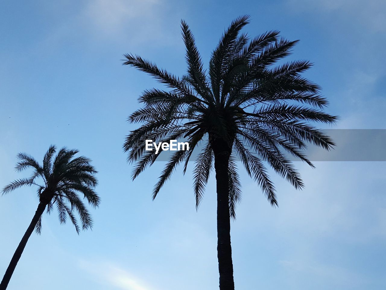 Low angle view of trees against cloudy sky