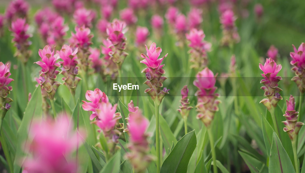 flower, flowering plant, plant, beauty in nature, freshness, pink, nature, close-up, growth, field, no people, plant part, land, leaf, environment, selective focus, summer, purple, flower head, outdoors, fragility, landscape, flowerbed, prairie, botany, green, petal, blossom, multi colored, garden, inflorescence, springtime, grass, meadow, day, sunlight, non-urban scene, ornamental garden, food, focus on foreground, food and drink, scenics - nature, agriculture, rural scene, environmental conservation, backgrounds, animal wildlife, magenta, tranquility, vibrant color