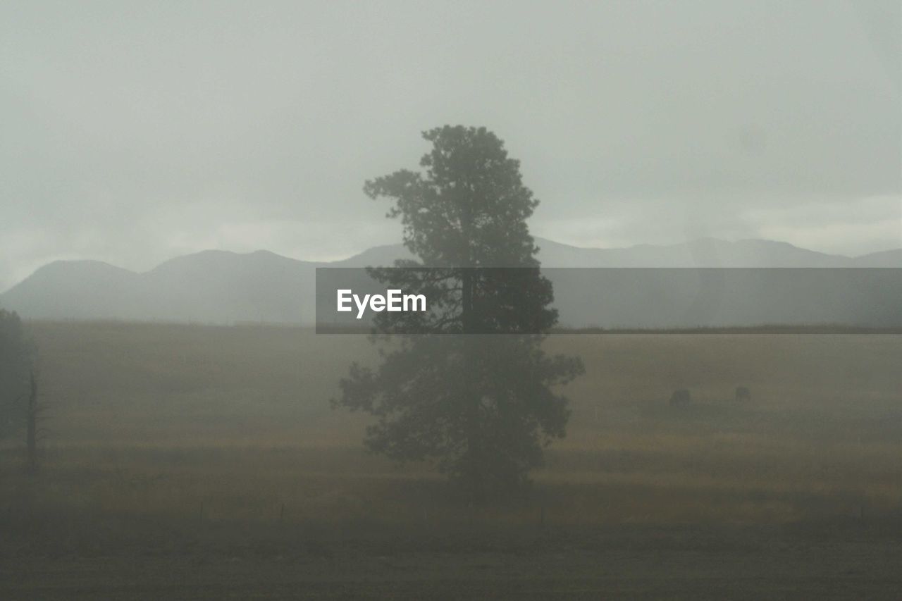 TREES ON FIELD AGAINST MOUNTAINS