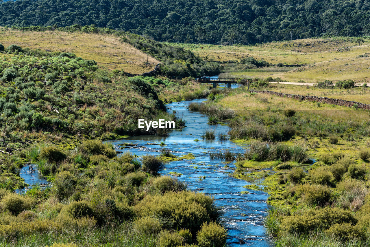 Scenic view of stream flowing in forest