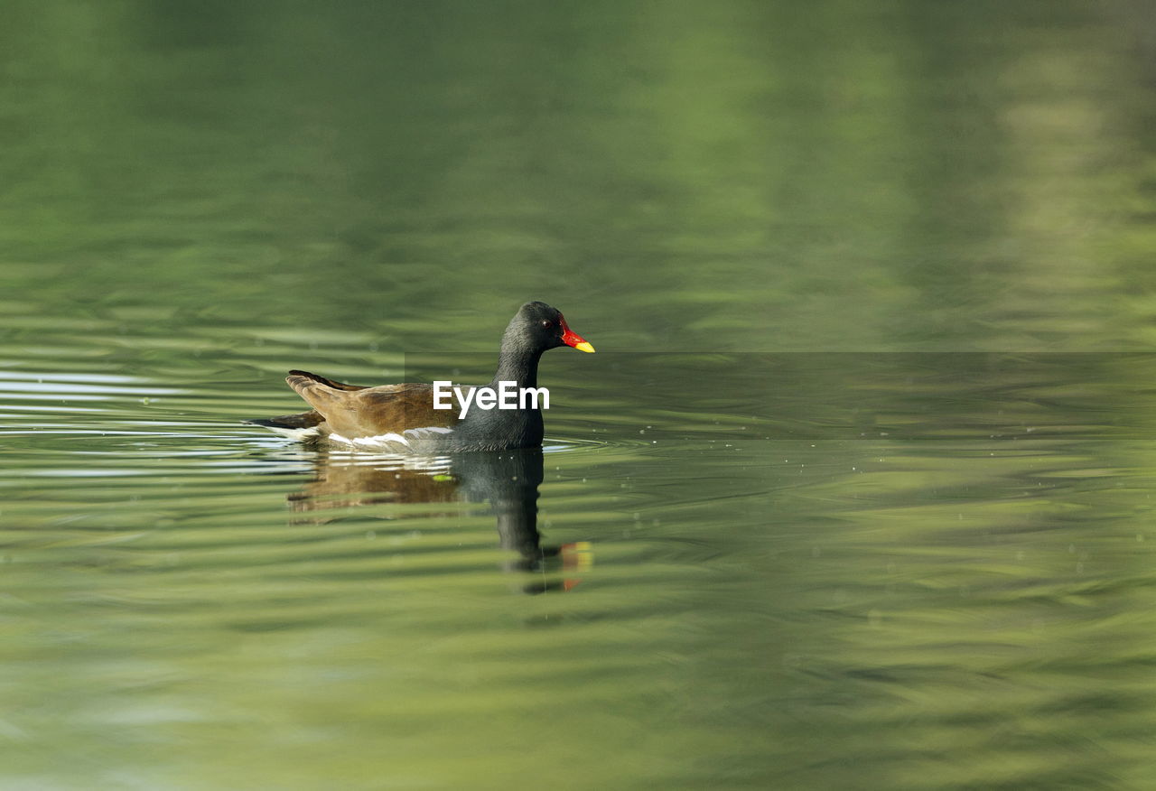 BIRD SWIMMING IN LAKE