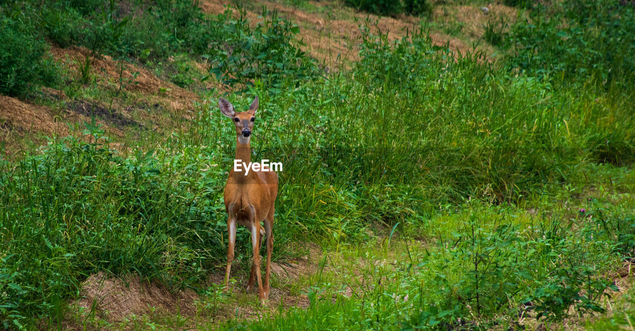 VIEW OF HORSE ON FIELD