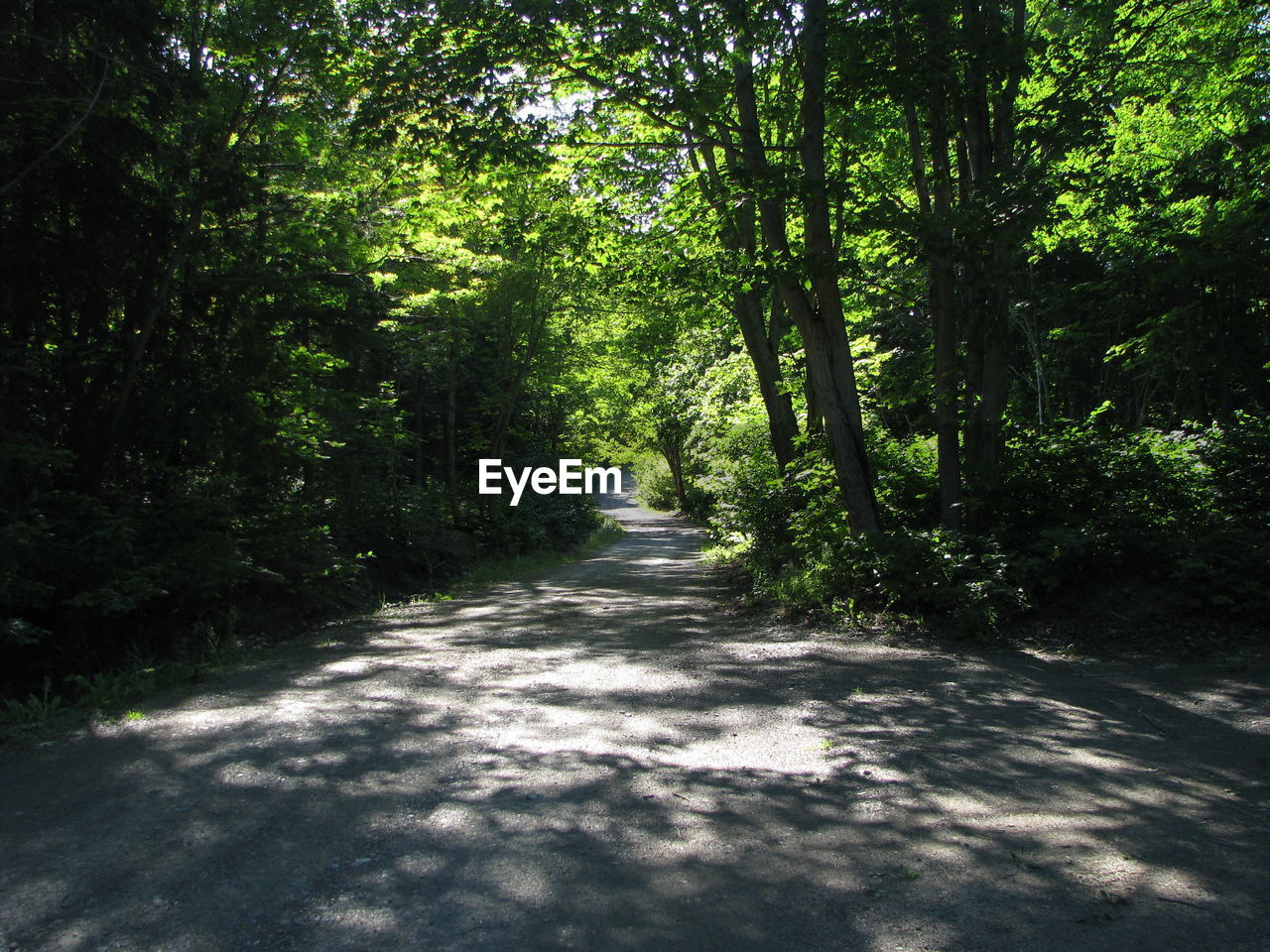 Dirt road amidst trees in forest