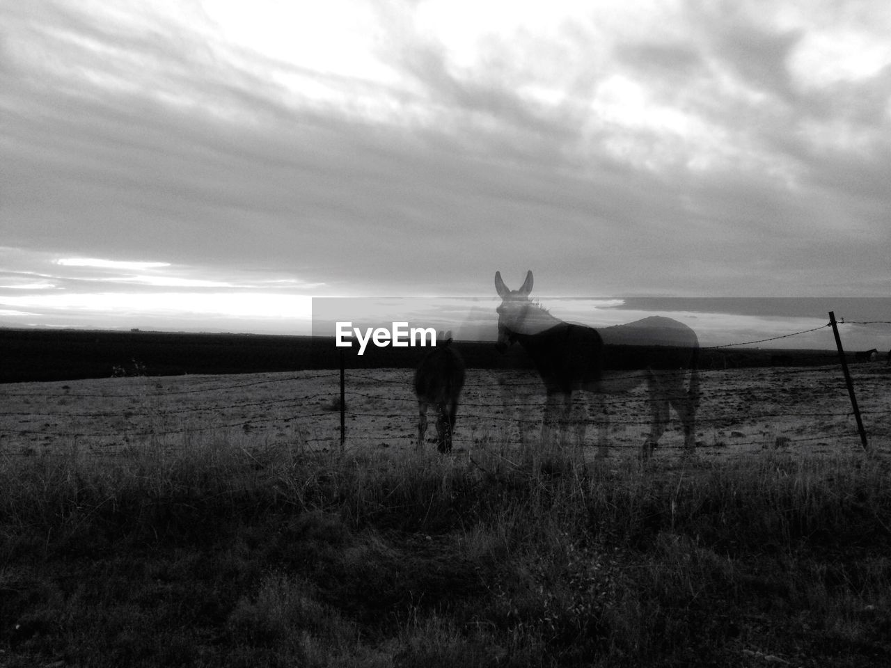 Double exposure of horses on field against sky