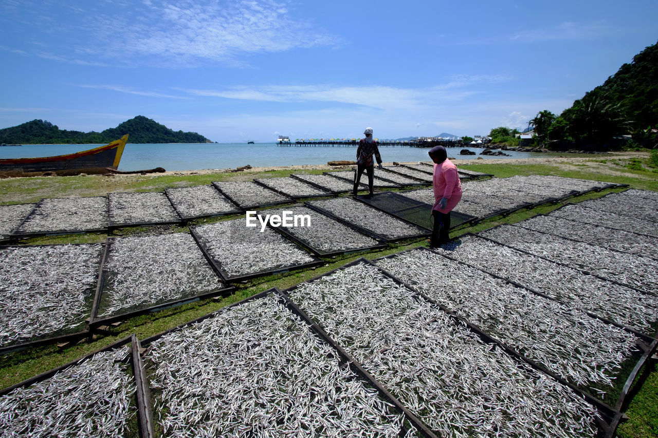 Coastal residents are drying anchovy on the beach, lhok seudu, aceh besar, aceh on 30 mai 2020. 