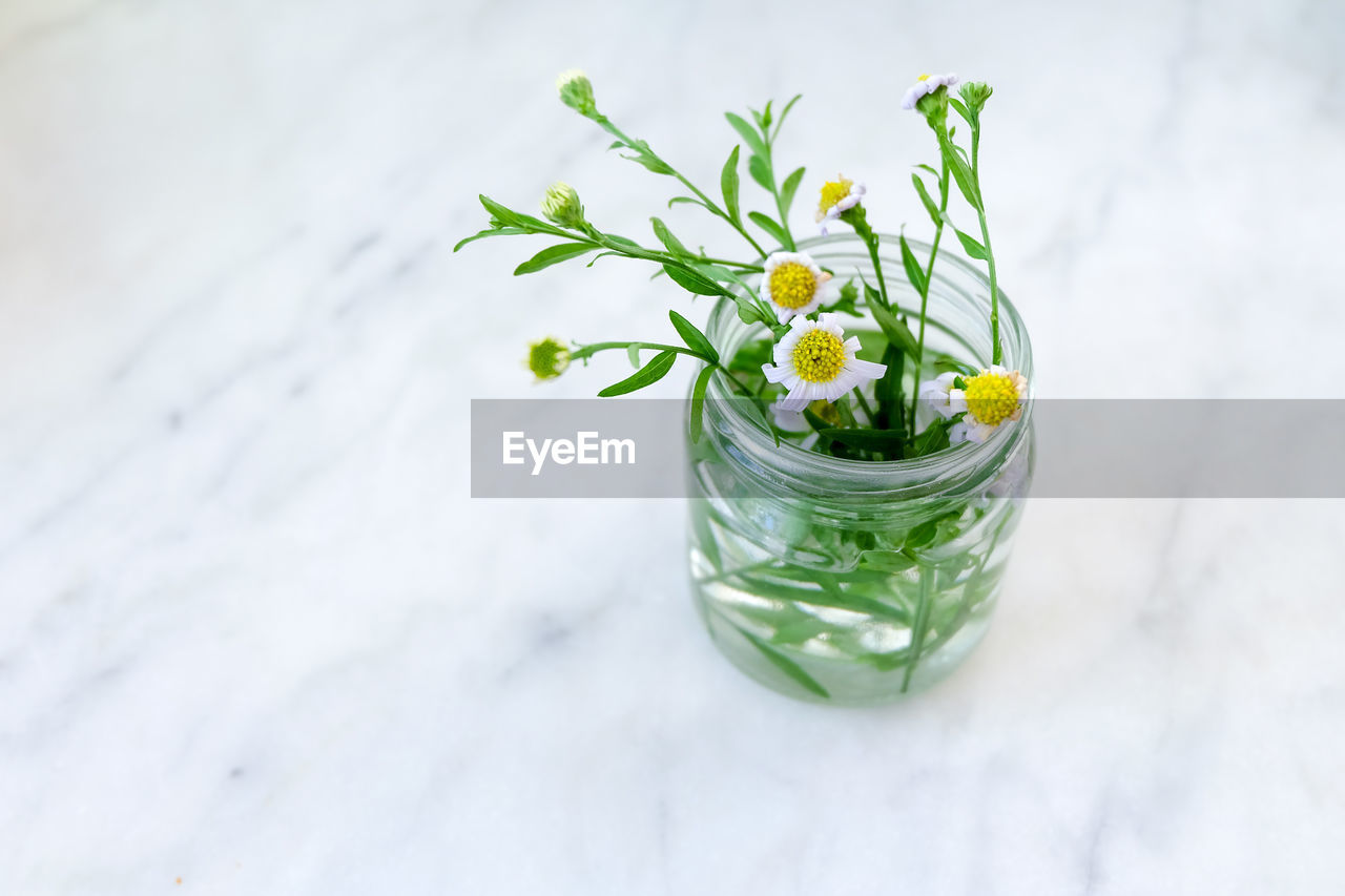 HIGH ANGLE VIEW OF PLANT IN GLASS JAR ON WHITE WALL