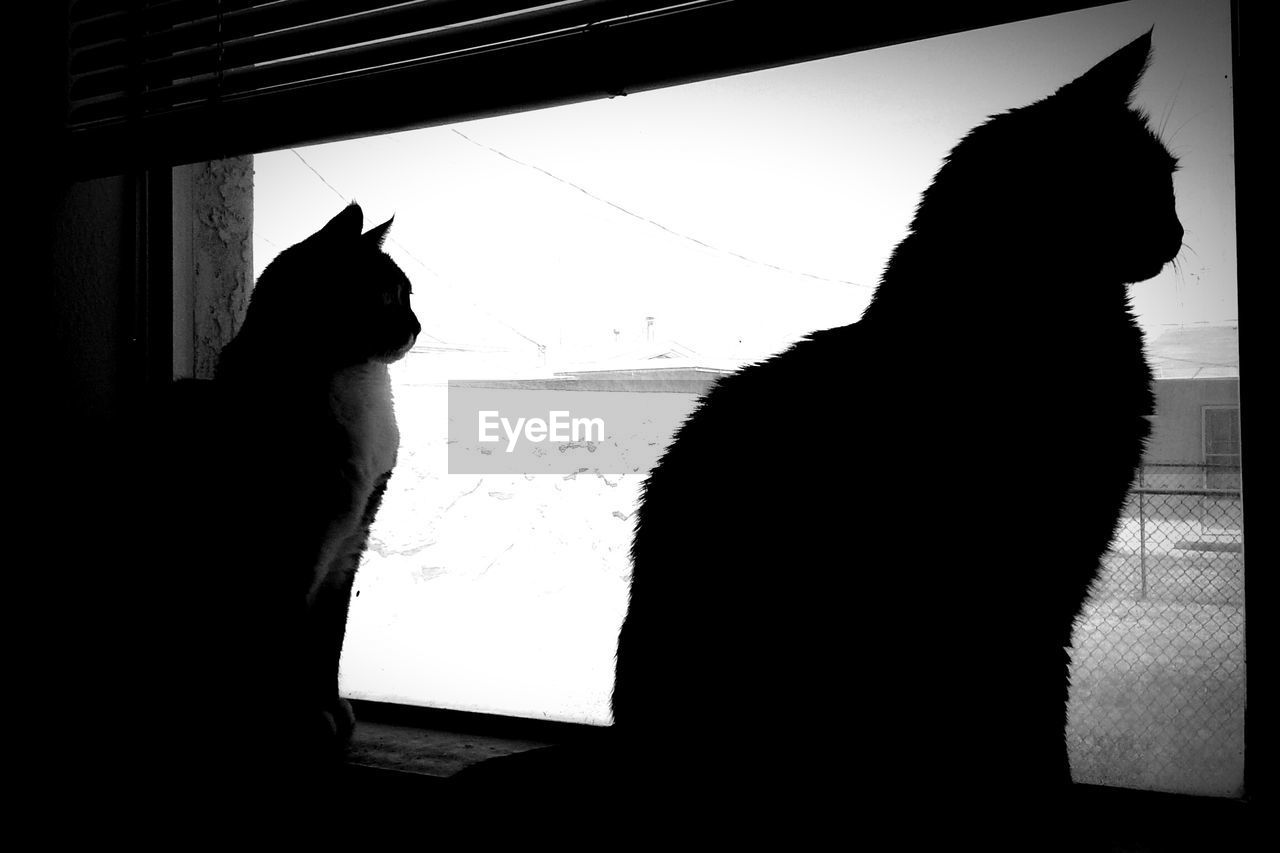 Silhouette cats looking out through window at home