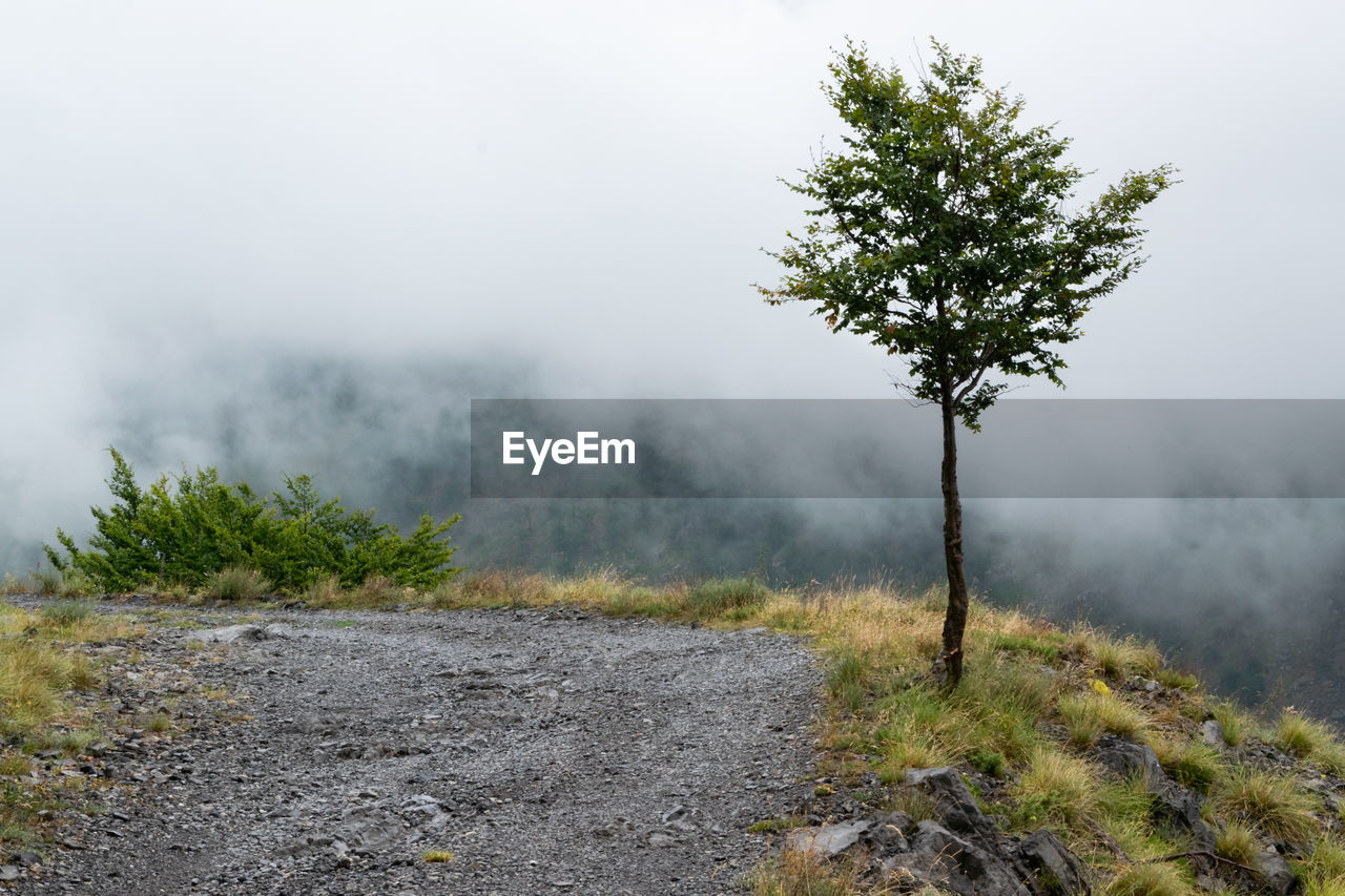 TREE IN FOG