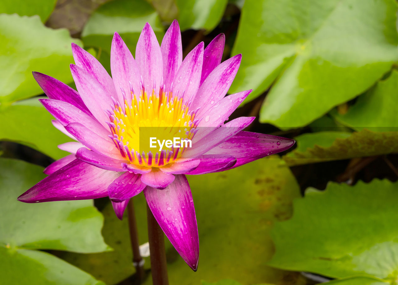 CLOSE-UP OF LOTUS WATER LILY IN POND