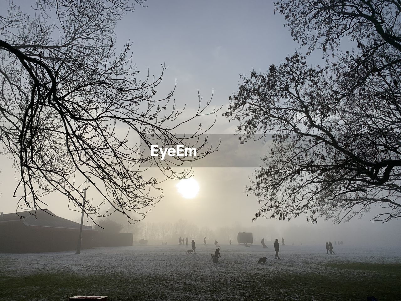 BARE TREE AGAINST SKY DURING FOGGY WEATHER