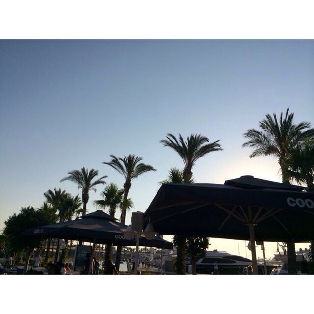 LOW ANGLE VIEW OF PALM TREES AGAINST THE SKY