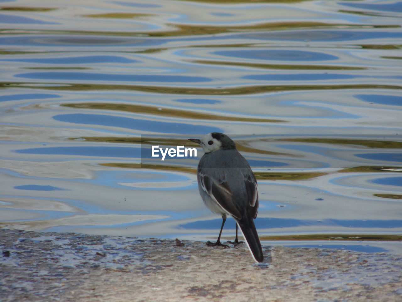 BIRD PERCHING AT SHORE