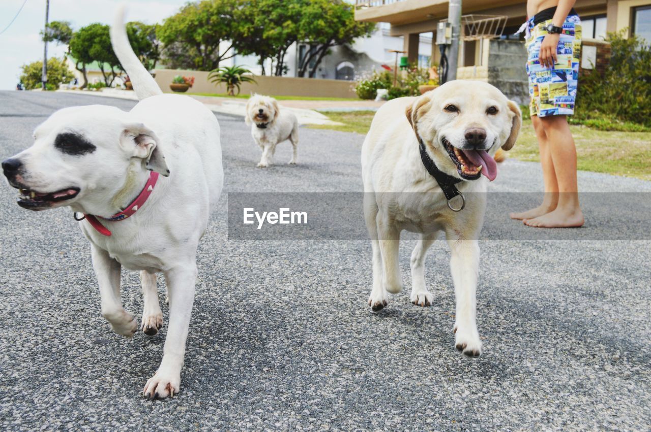 Low section of man with dogs walking on street